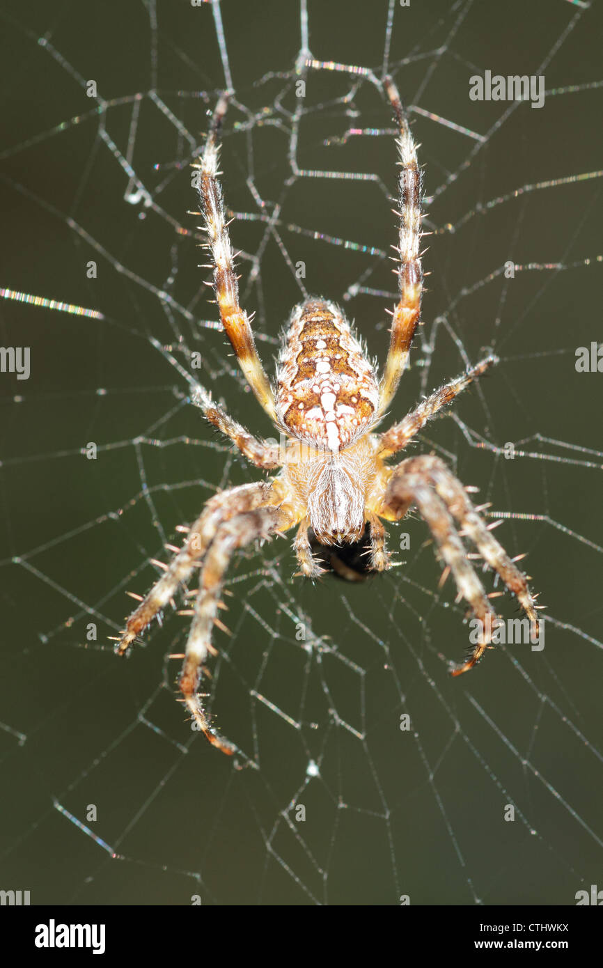 Garden spider, Araneus diadematus, araña de jardin Stock Photo - Alamy