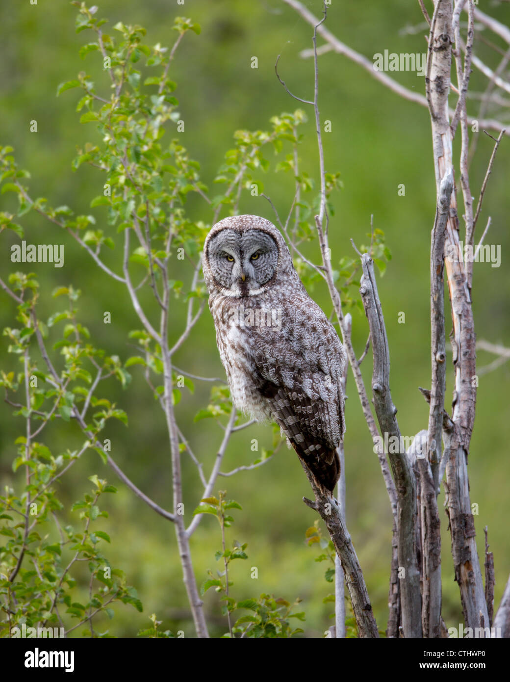Great Gray Owl (Strix nebulosa) North America. Stock Photo