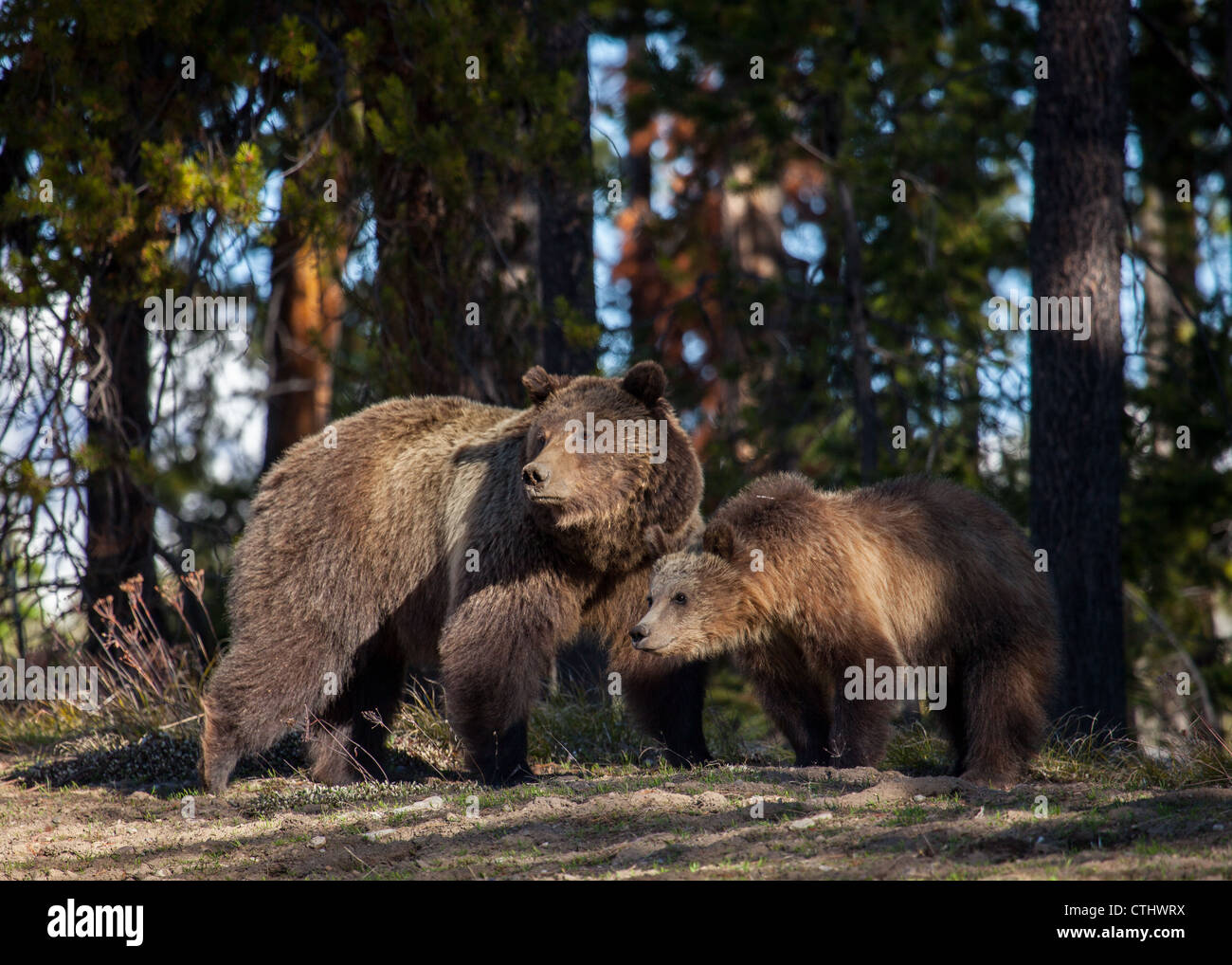 Mother Grizzly bear and her cub watching from a safe distance. Stock Photo