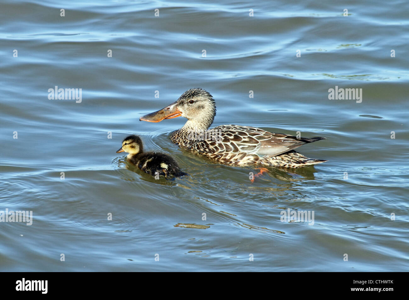 Northern Shoveler Duck Female In Hi res Stock Photography And Images northern-shoveler-duck-female-in-hi-res-stock-photography-and-images