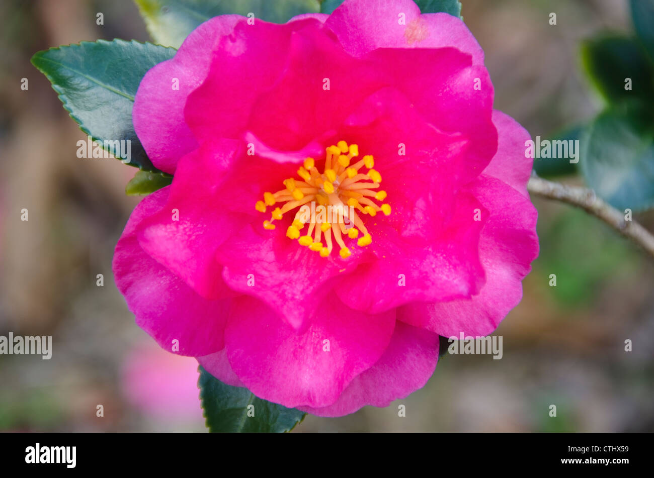 Japanese camellia camellia japonica hires stock photography and images