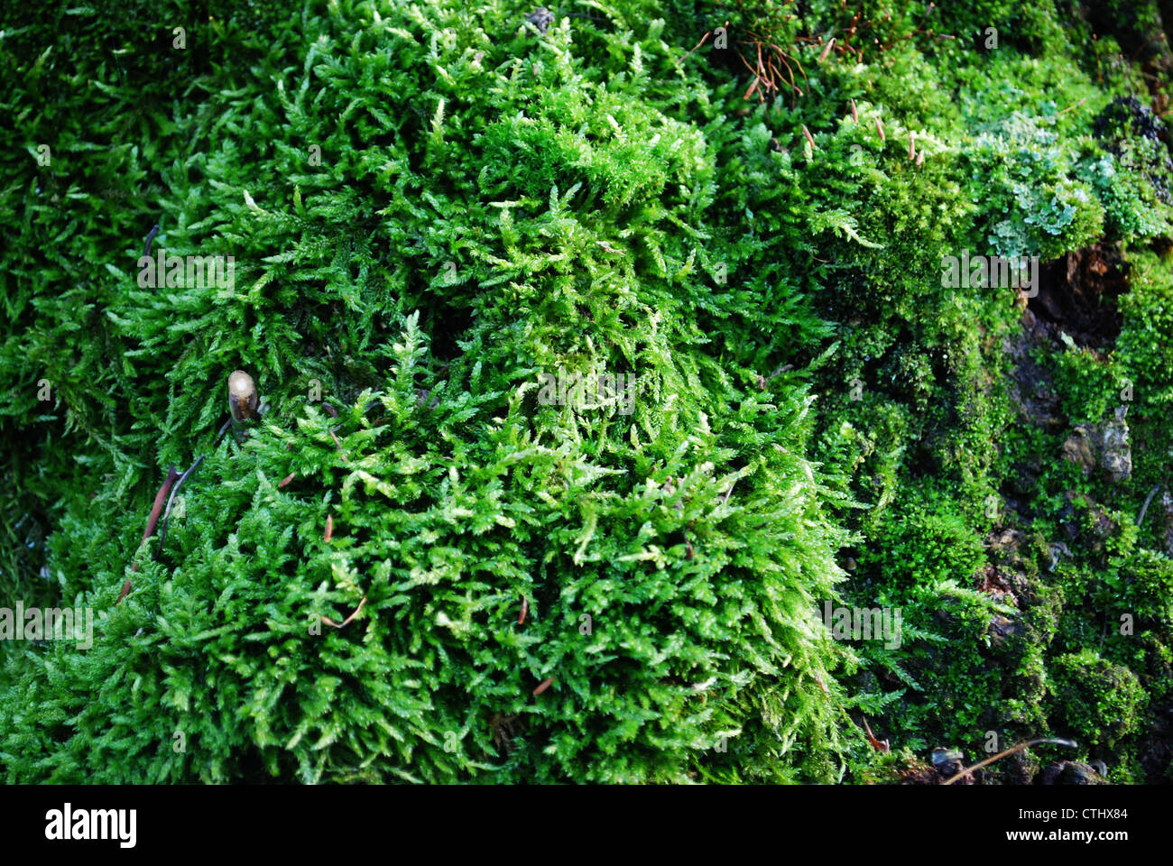 Forest moss hi-res stock photography and images - Alamy