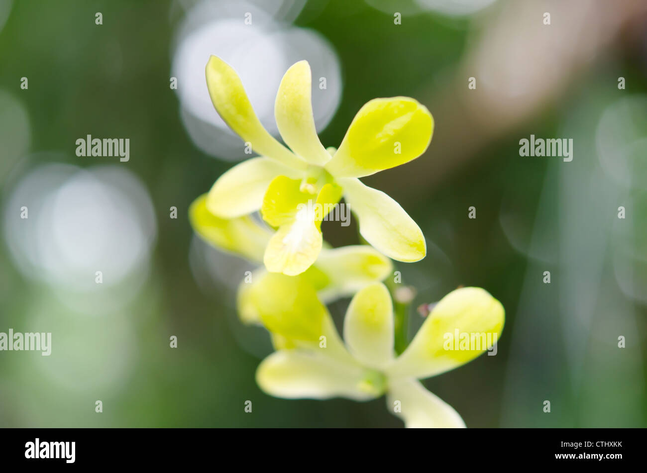 a beautiful lemon chiffon orchids blooms in garden Stock Photo