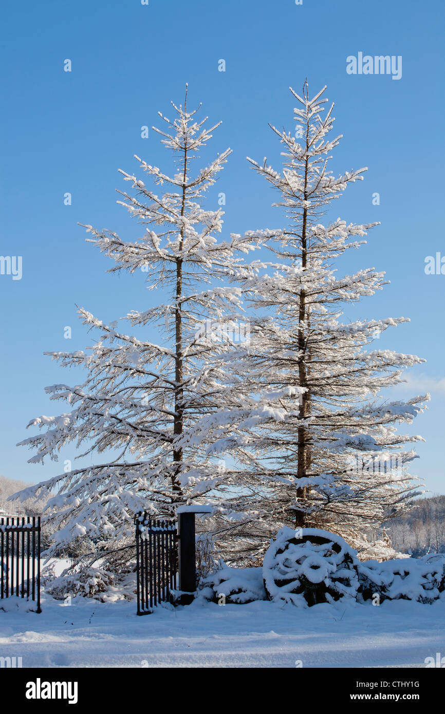 Gate And Old Wagon Wheel Covered In Snow; Iron Hill, Quebec, Canada
