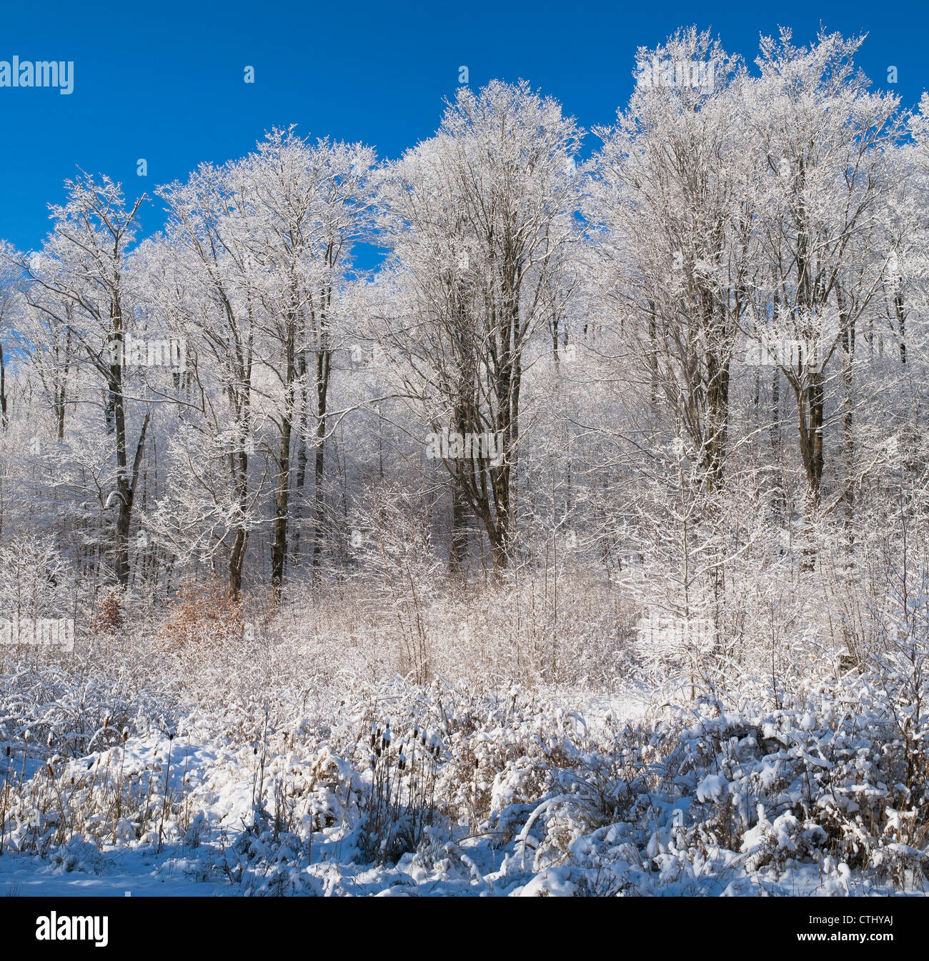 Snow Covered Maple Trees; Iron Hill, Quebec, Canada Stock Photo Alamy