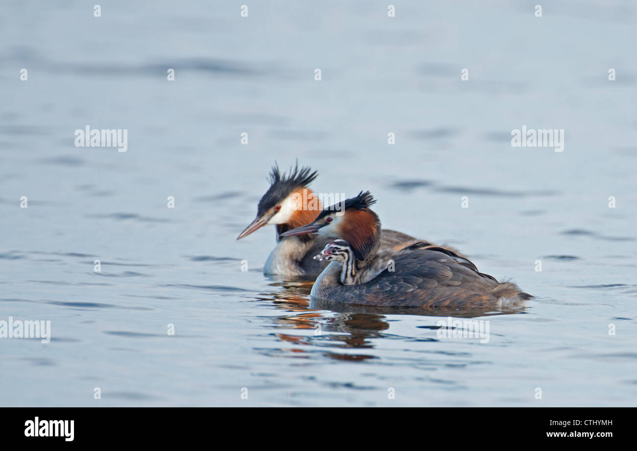 PAIR OF GREAT CRESTED GREBES Podiceps cristatus WITH CHICK Stock Photo