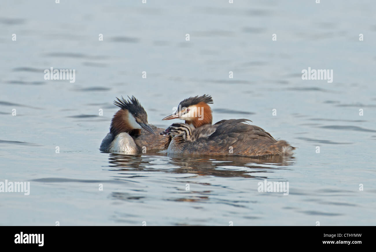 PAIR OF GREAT CRESTED GREBES Podiceps cristatus WITH CHICK Stock Photo