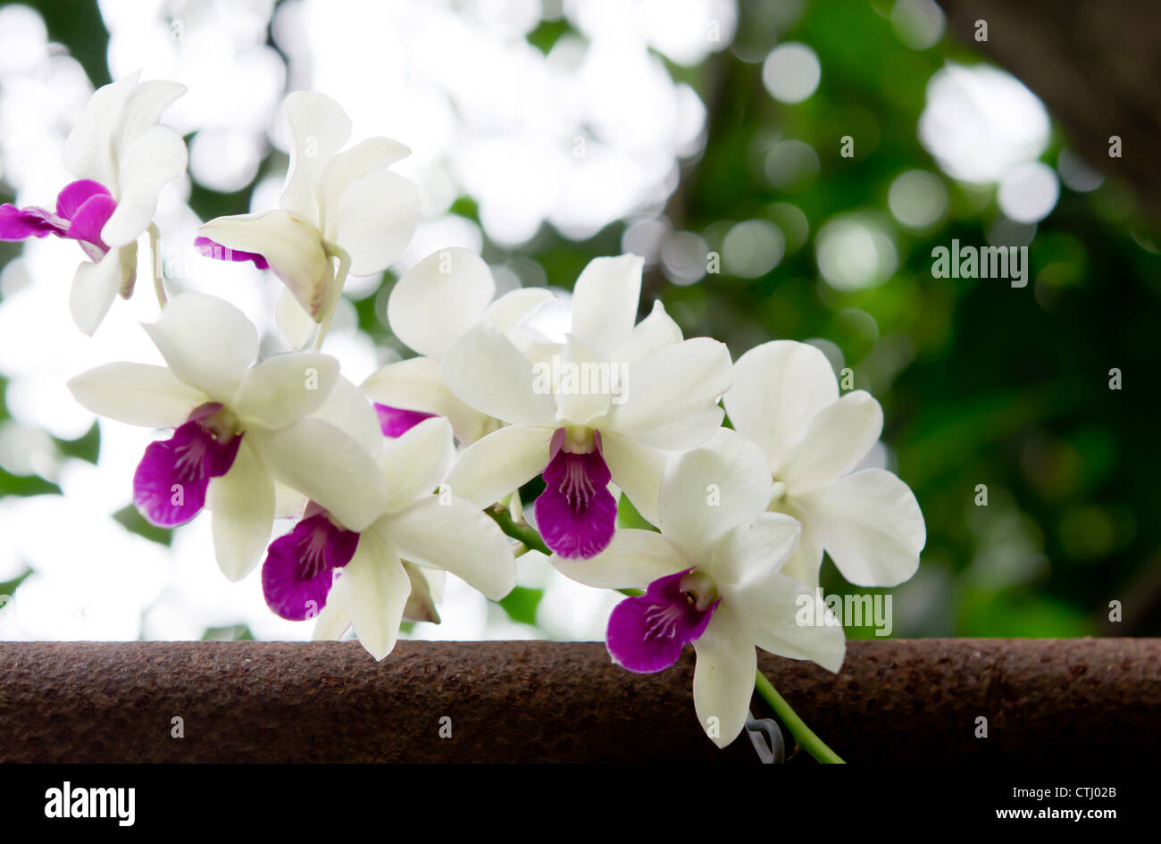 full of fresh white and violet orchids blooms in garden Stock Photo