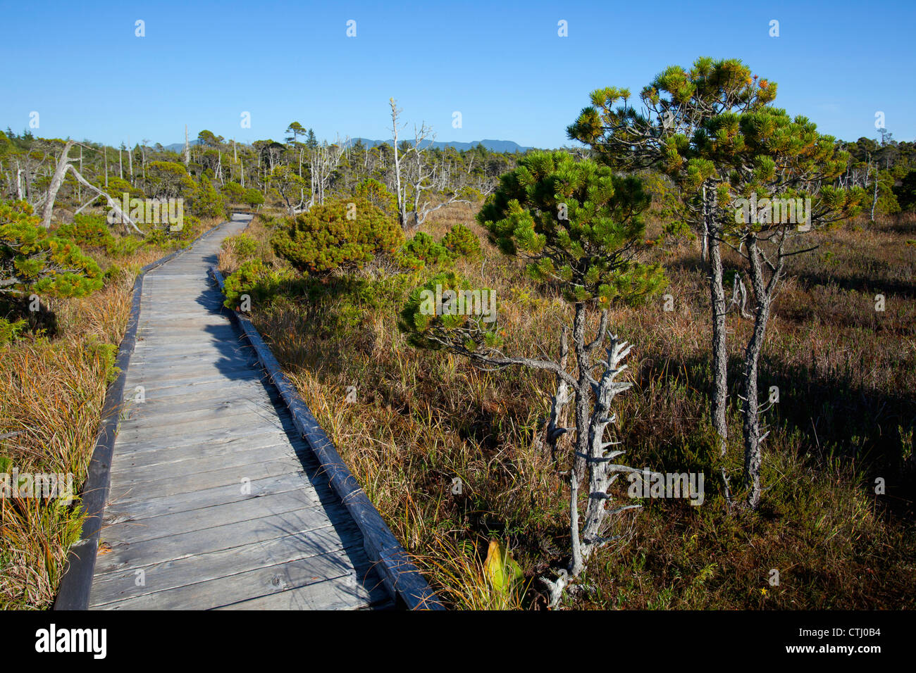 The Cedar Boardwalk Path In The Shorepine Bog Trail In Pacific Rim ...