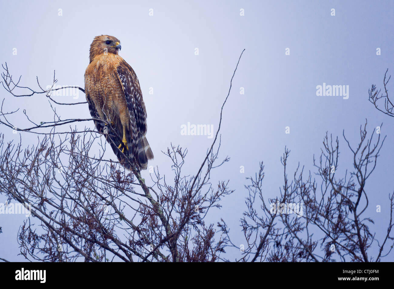 Juvenile Red Tailed Hawk Stock Photo - Alamy