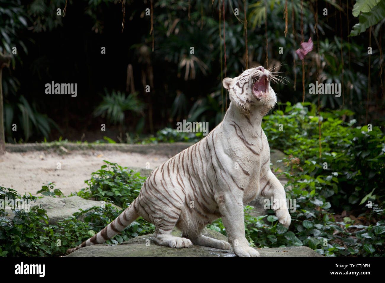 A White Tiger At The Singapore Zoo; Singapore Stock Photo