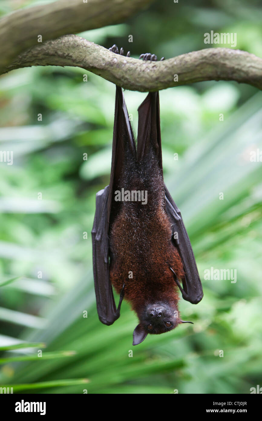 A Flying Fox Bat Hangs Upside Down From A Tree Branch At The Singapore