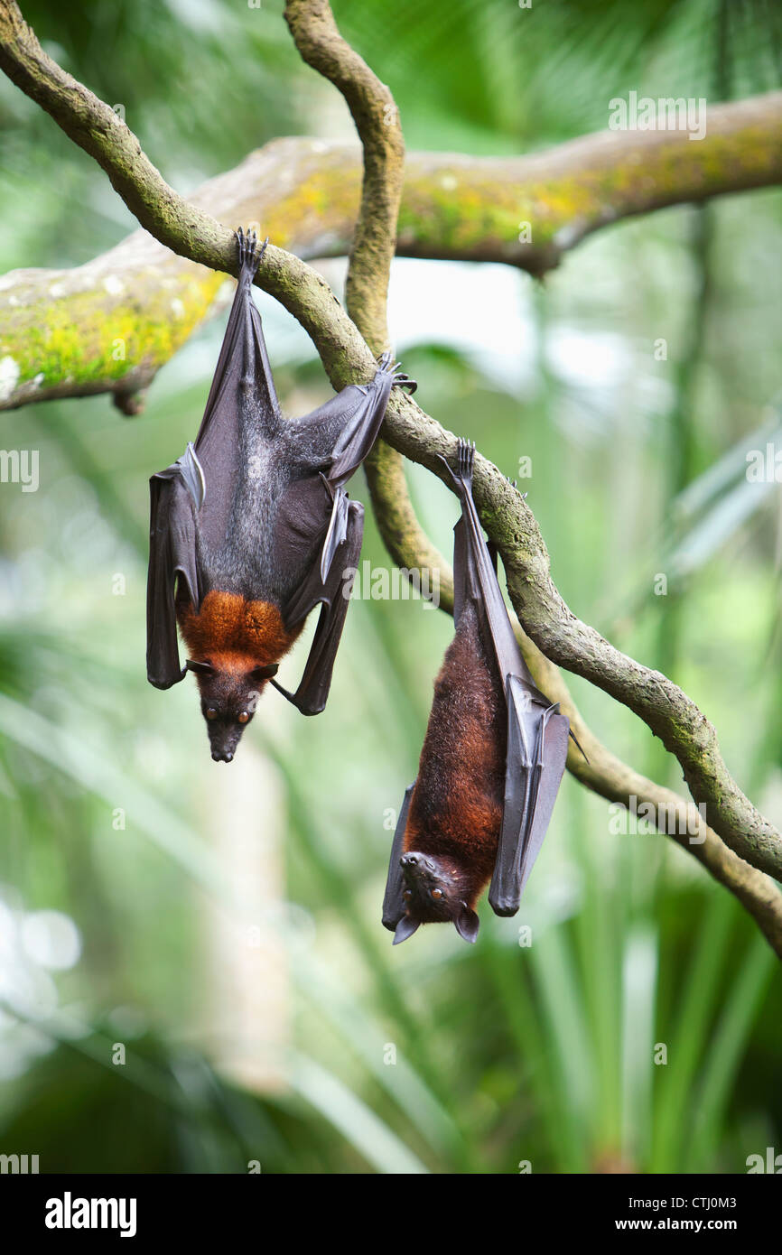 Two Flying Fox Bats Hang Upside Down From A Tree Branch At The Singapore Zoo; Singapore Stock Photo