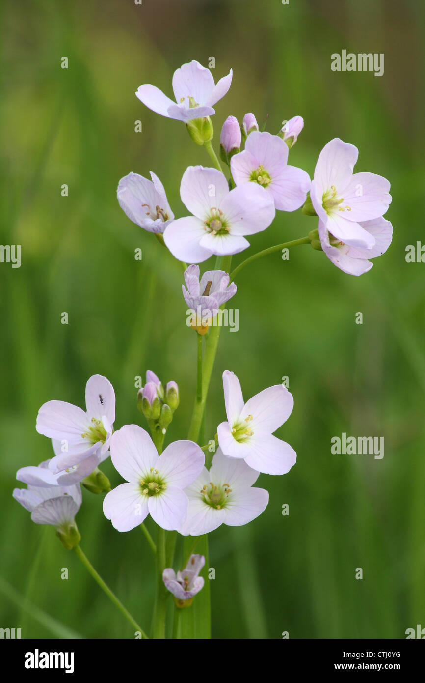 Wild,flowering Lady's Smock also called Cuckoo flower (Cardamine pratensis) in traditional wildflower meadow, Derbyshire,UK Stock Photo
