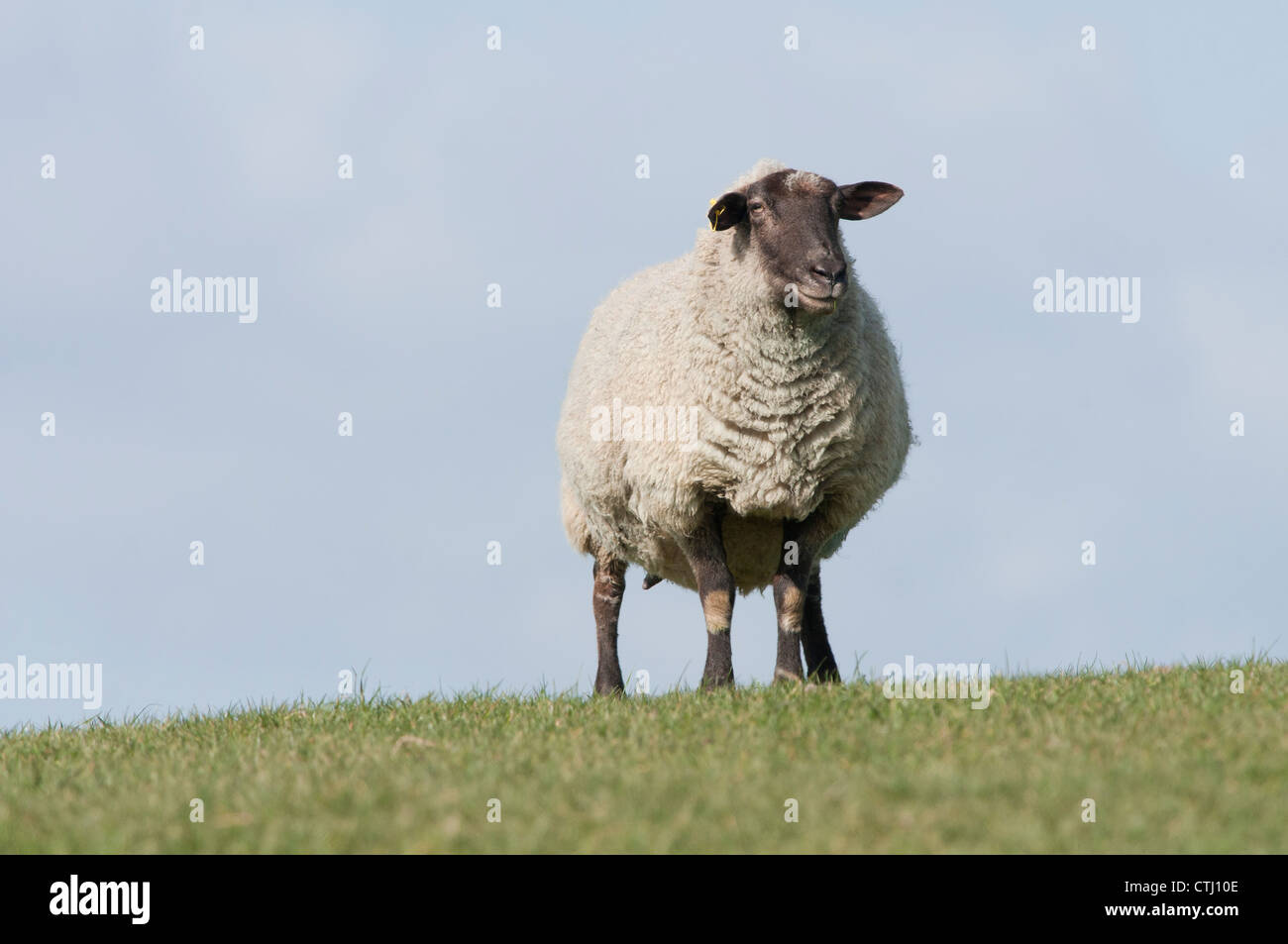 Sheep standing in field Stock Photo
