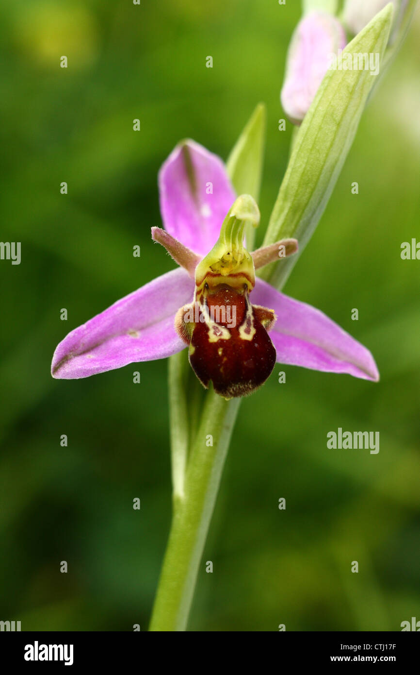 Flowering wild bee orchid (Ophrys apifera) growing on a former colliery