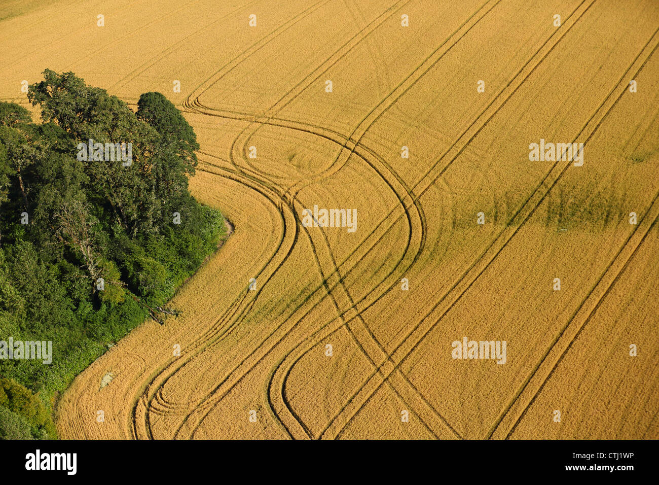 Aerial view of wheat field with patterns Stock Photo