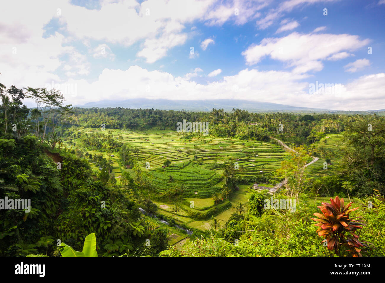 green Bali rice terrace Stock Photo - Alamy