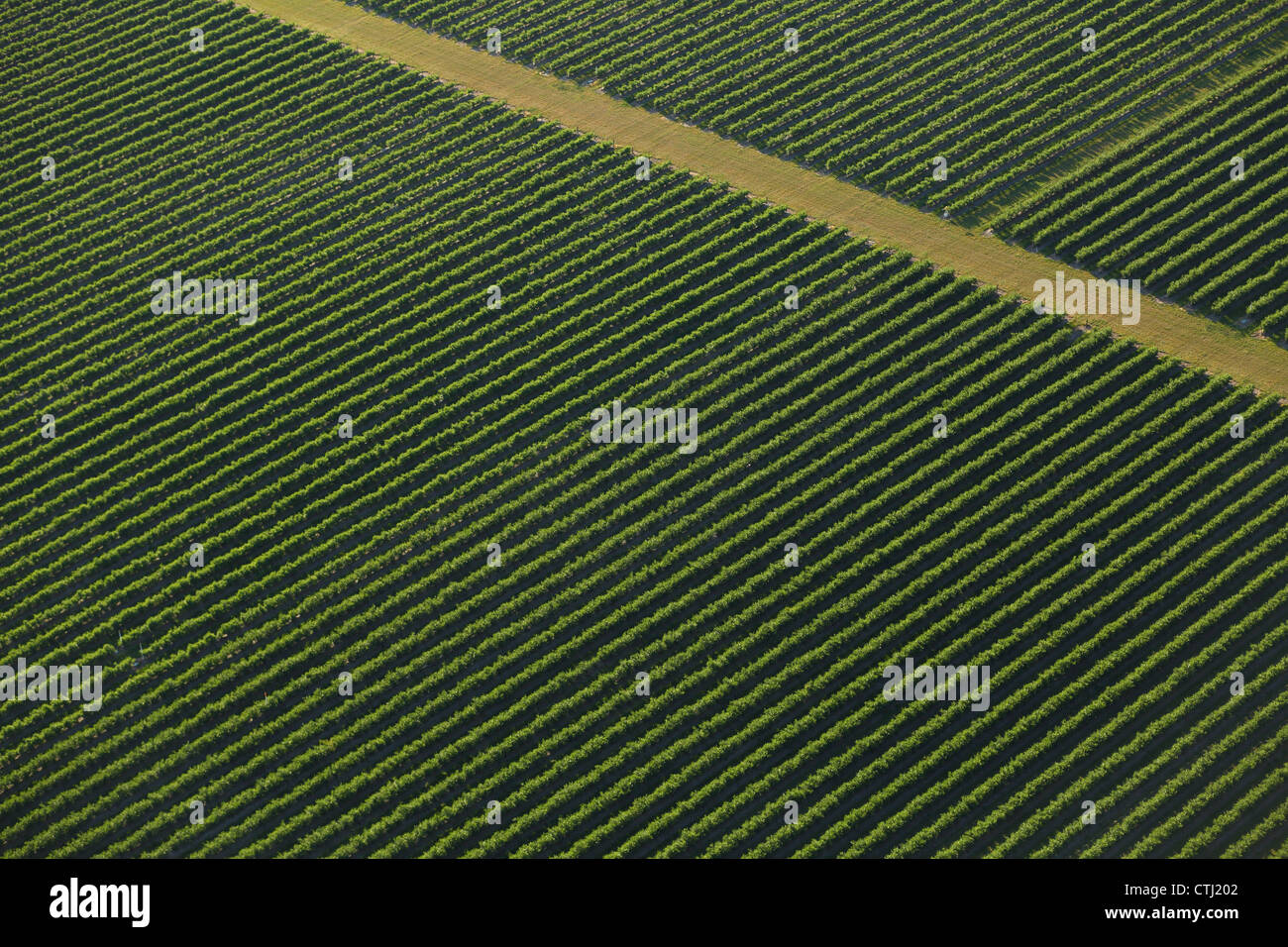 Aerial view of vineyard, McMinnville, Oregon Stock Photo