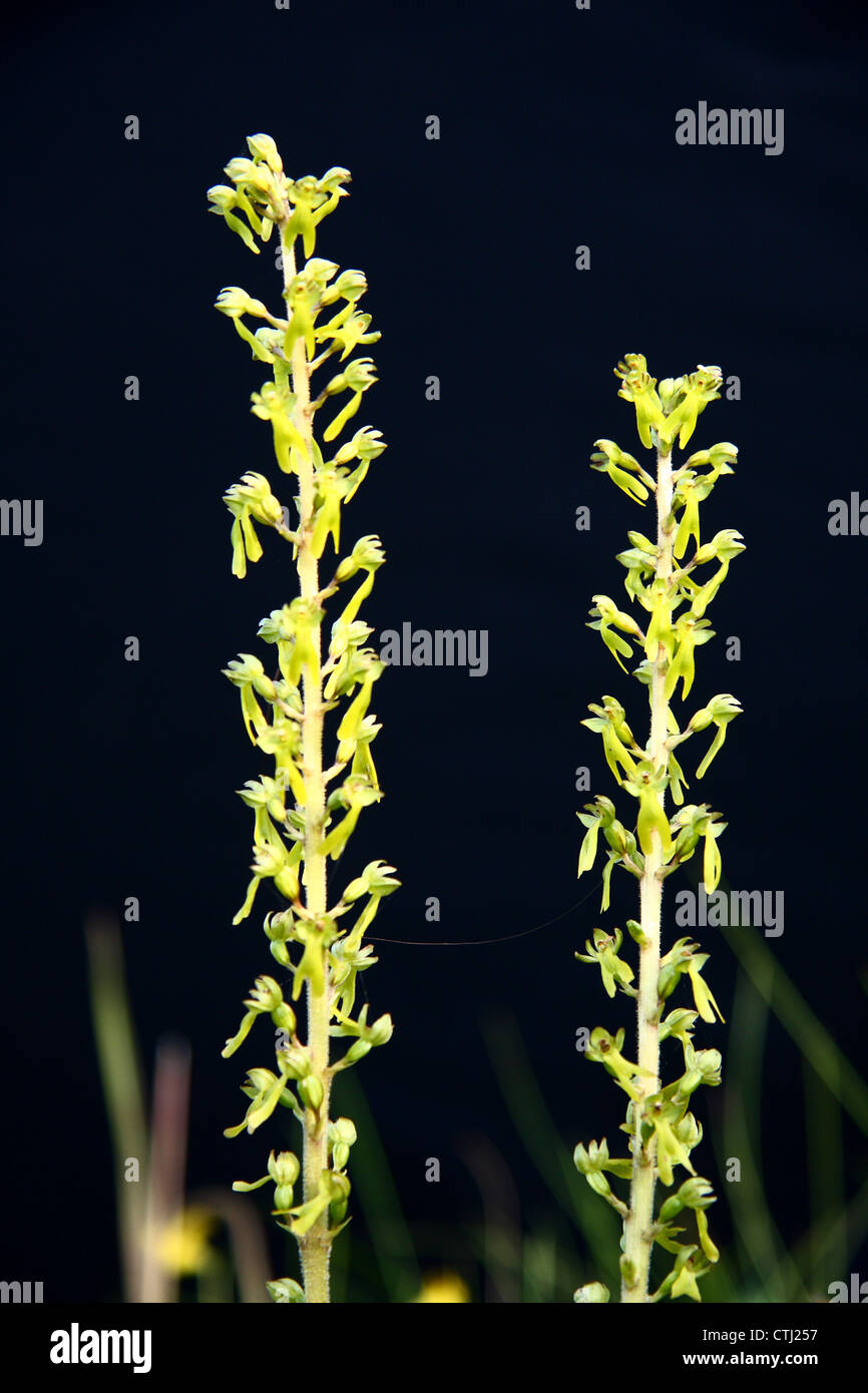 Close-up of two flowering Common Twayblade orchids (Listera ovata), growing in a wild flower meadow in Derbyshire,UK Stock Photo