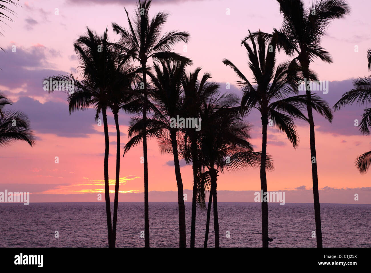 Palm trees at sunset, Hawaii Stock Photo