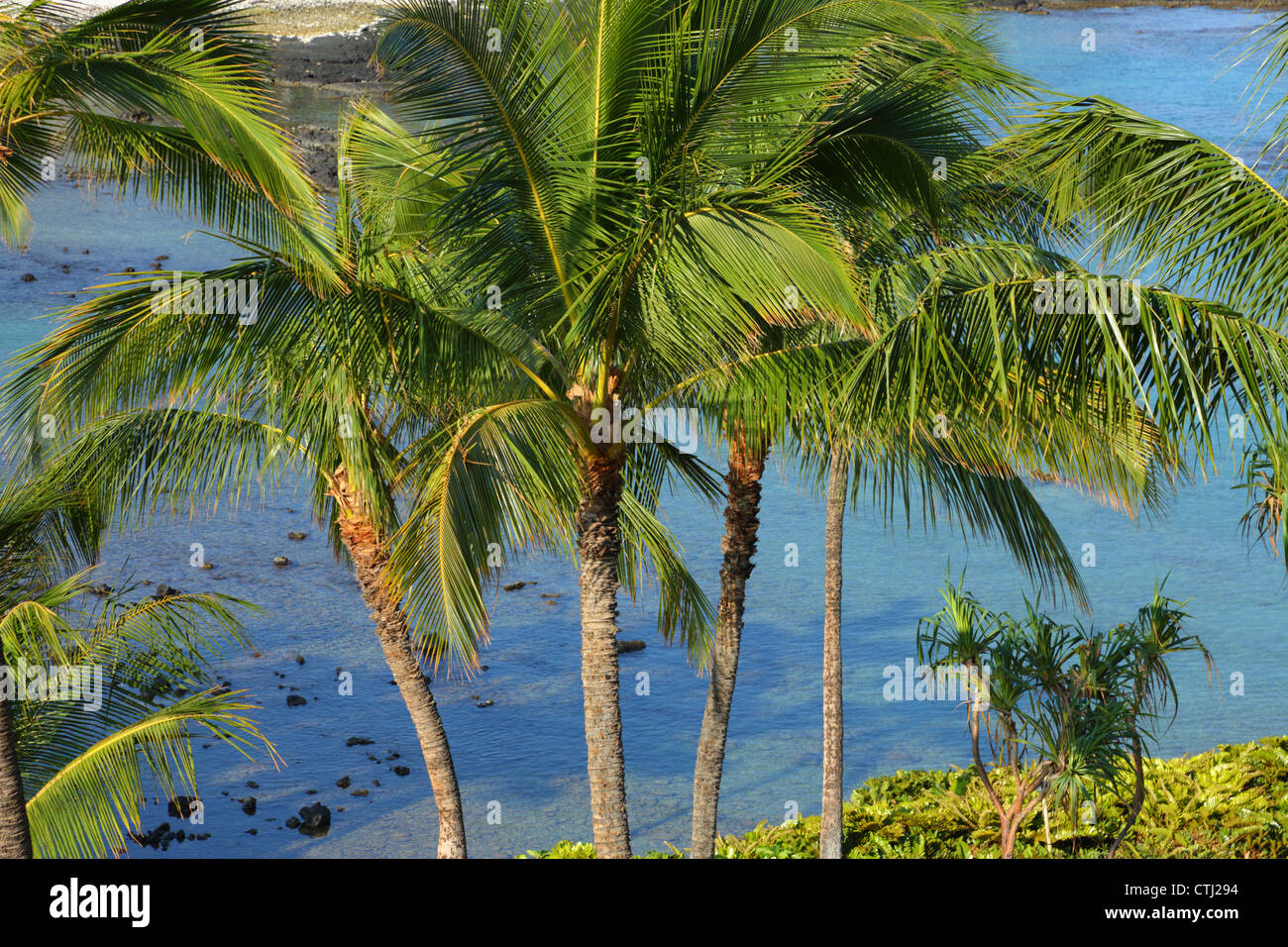 Palm trees and Pacific Ocean, Hawaii Stock Photo