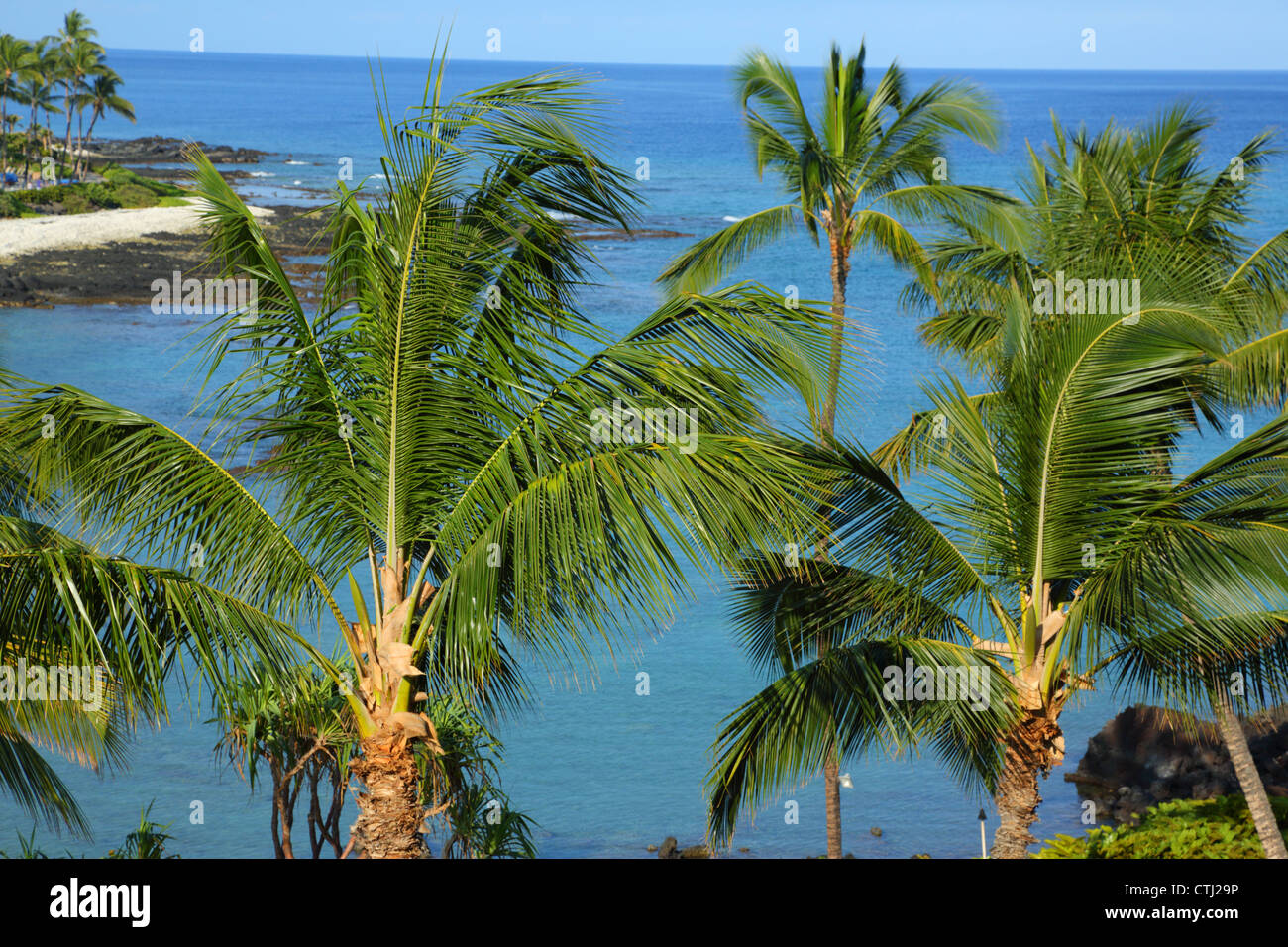 Palm trees and Pacific Ocean, Hawaii Stock Photo