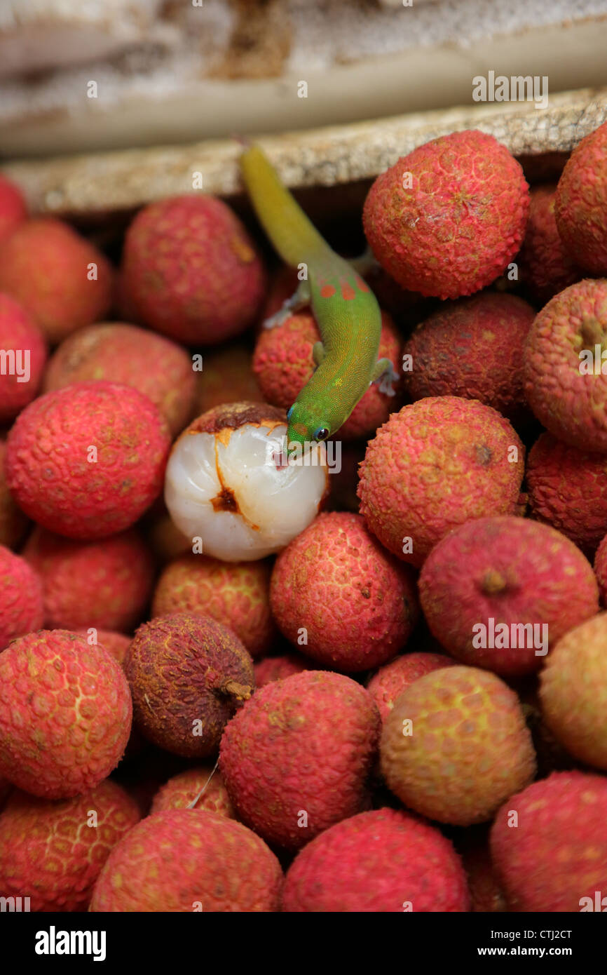 Gold Dust Day Gecko licking a Lychee at market in Kona, Hawaii Stock Photo