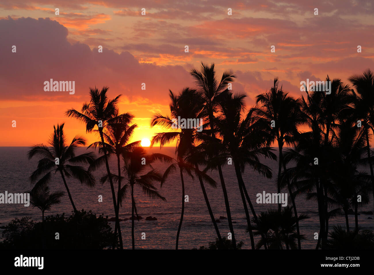Palm trees at sunset, Kona, Hawaii Stock Photo