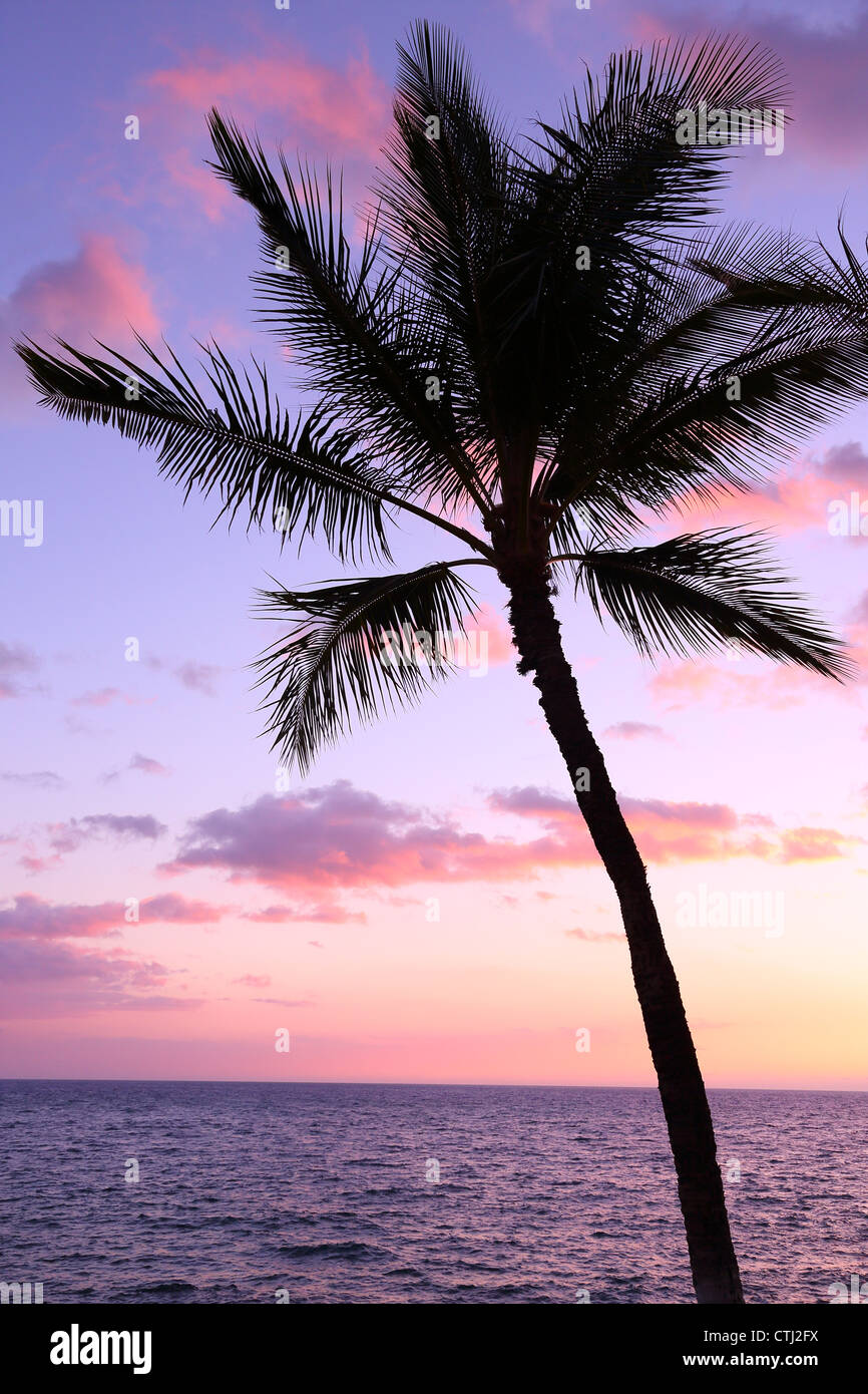 Palm tree silhouette at sunset, Hawaii Stock Photo