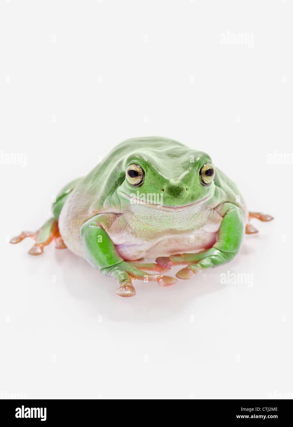 Fat Green Tree Frog On A White Background Stock Photo - Alamy