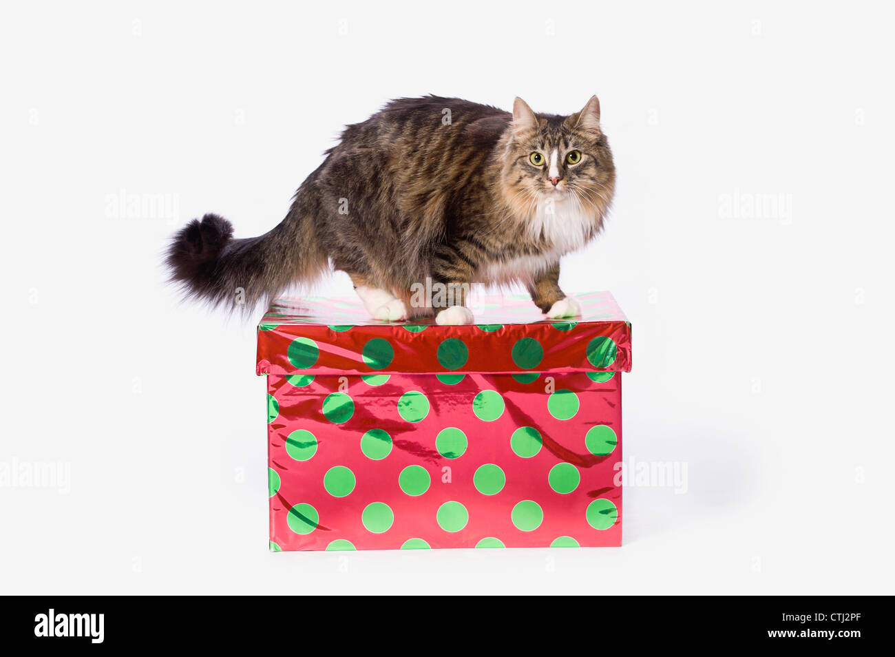 A Tabby Cat On A Red And Green Polka Dot Gift Box Stock Photo
