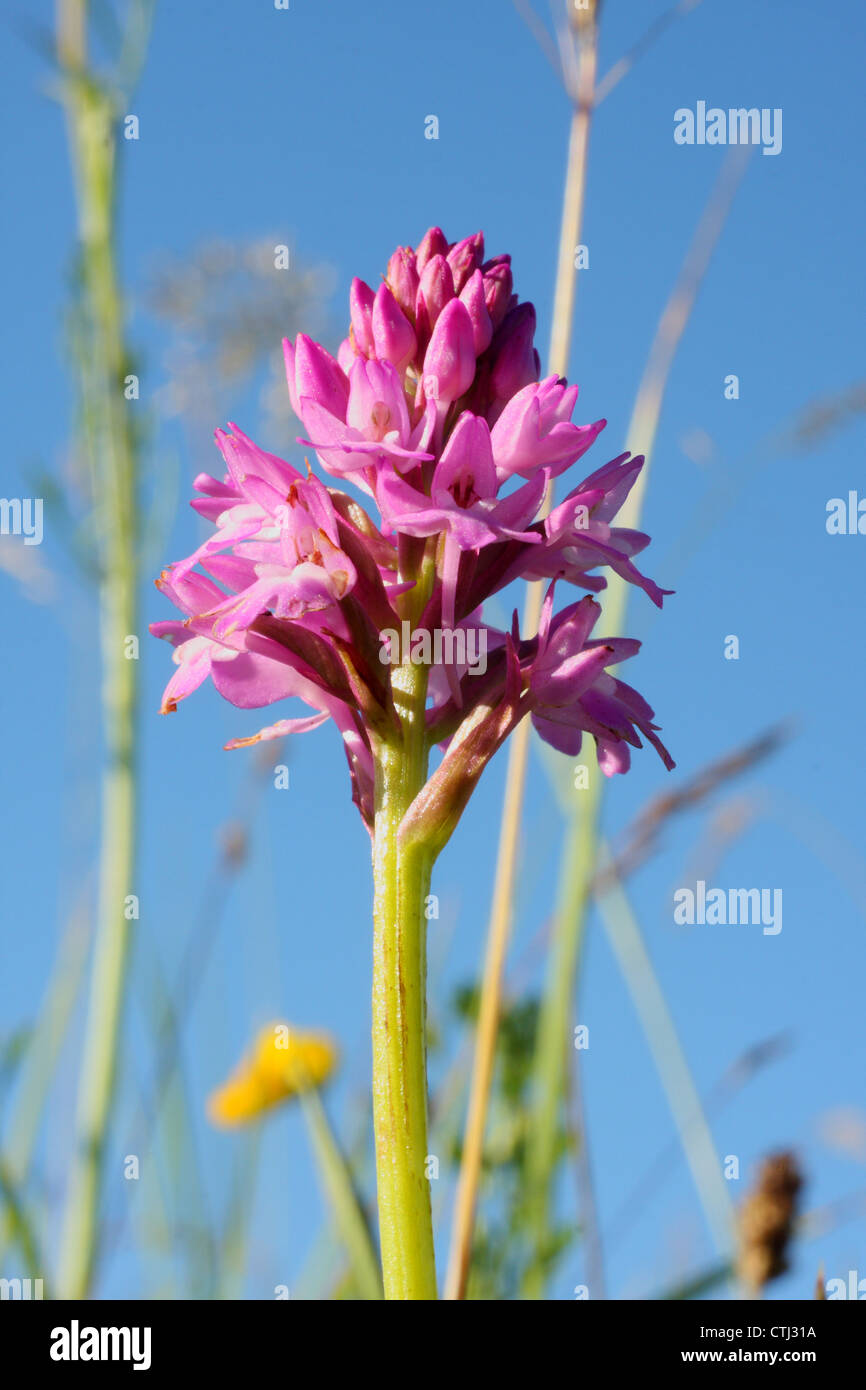 Flowering spike of a wild pyramidal orchid (Anacamptis pyramidalis), growing on grassland in Derbyshire, UK - summer Stock Photo