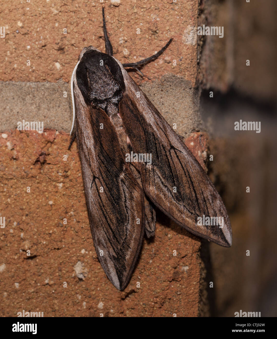Privet hawk moth on wall with wings closed Stock Photo
