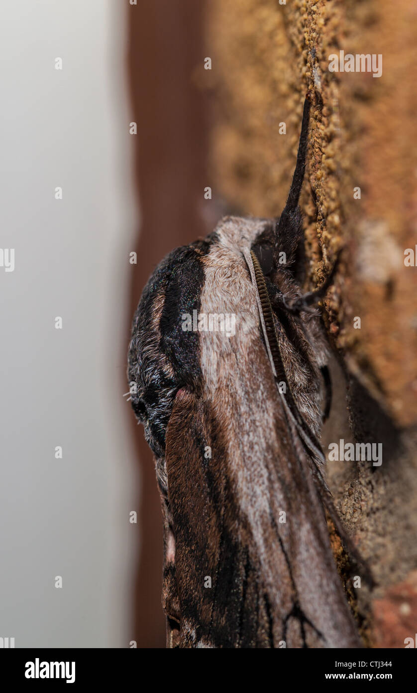 Privet hawk moth on wall head close up Stock Photo