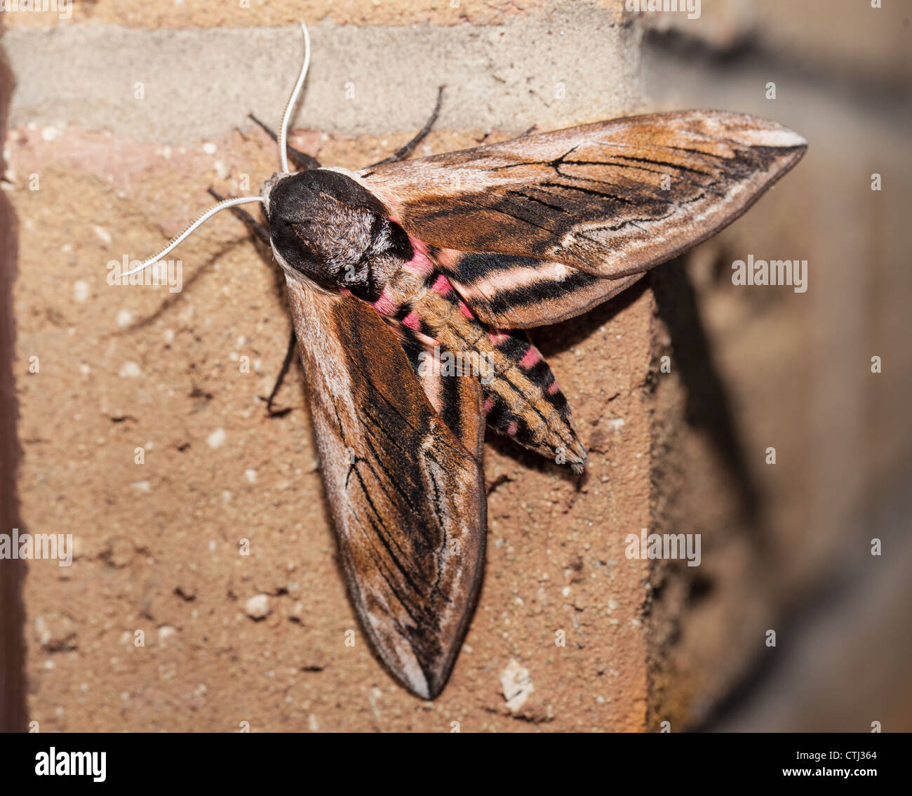 Privet hawk moth macro on wall Stock Photo