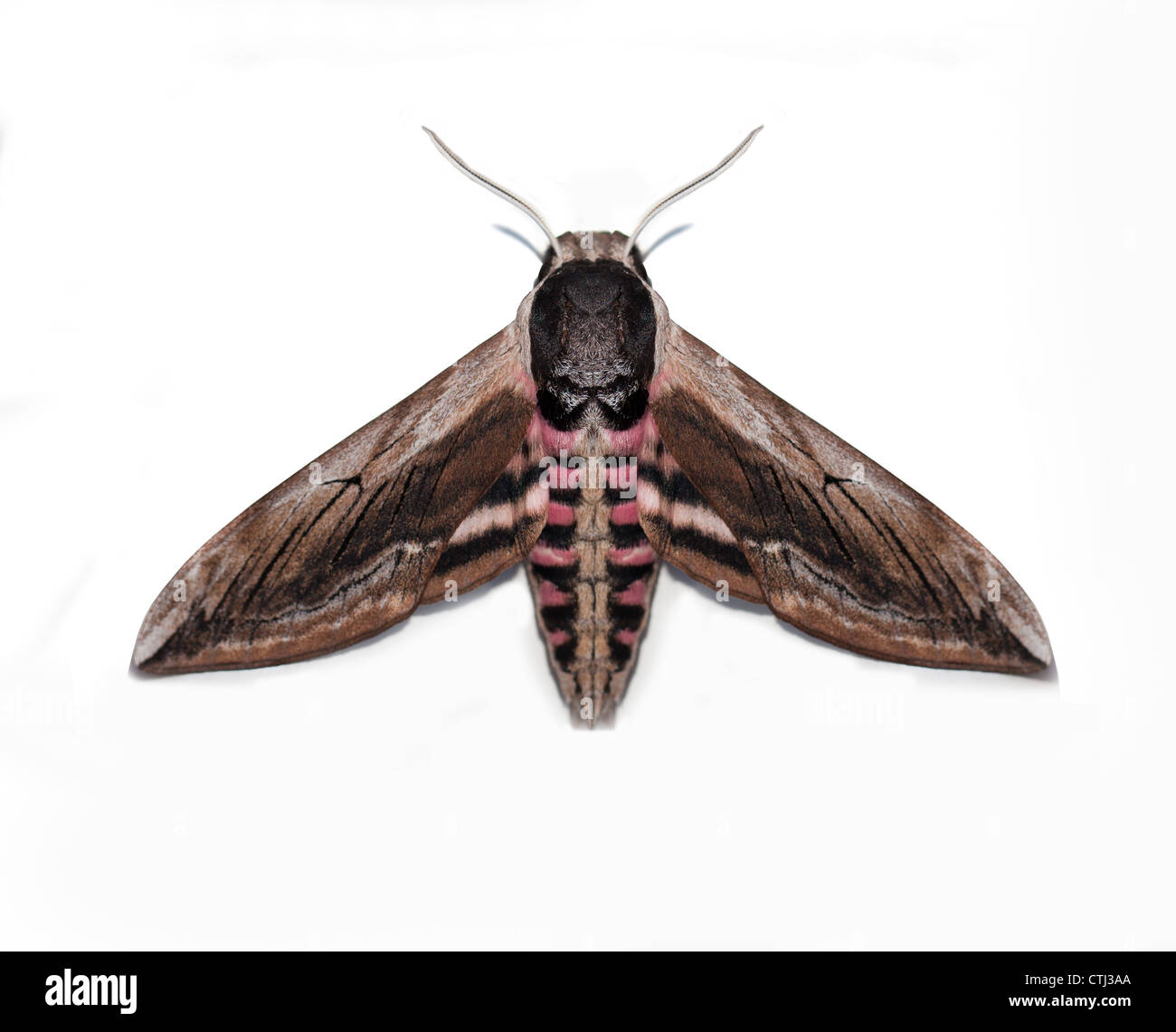 Privet Hawk moth Isolated on white Stock Photo