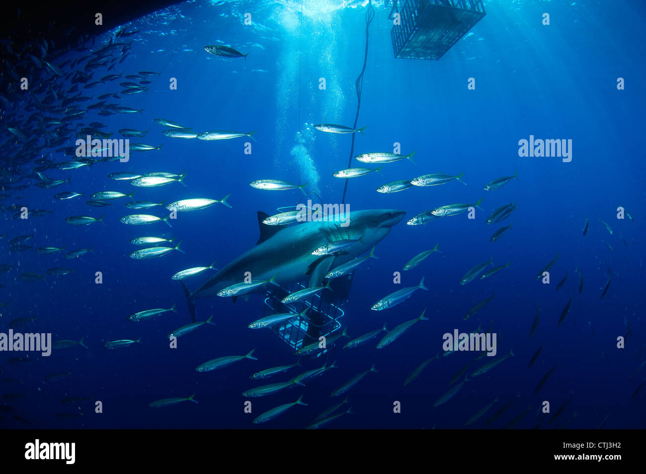 Divers viewing great white shark surrounded by bait fish. Guadalupe Island, Mexico Stock Photo