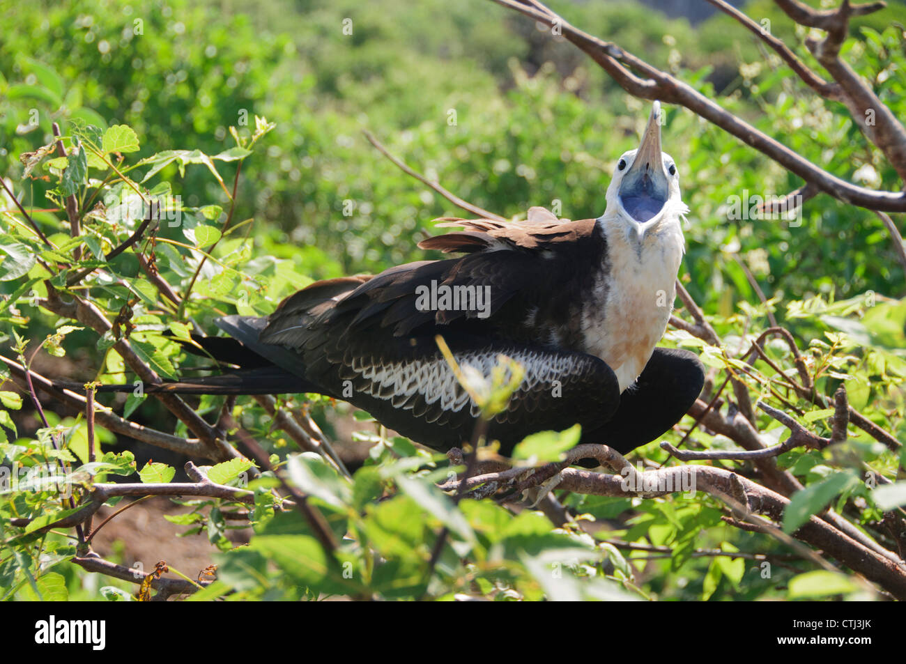 A juvenile magnificent frigatebird calls in the Galapagos Islands Stock Photo