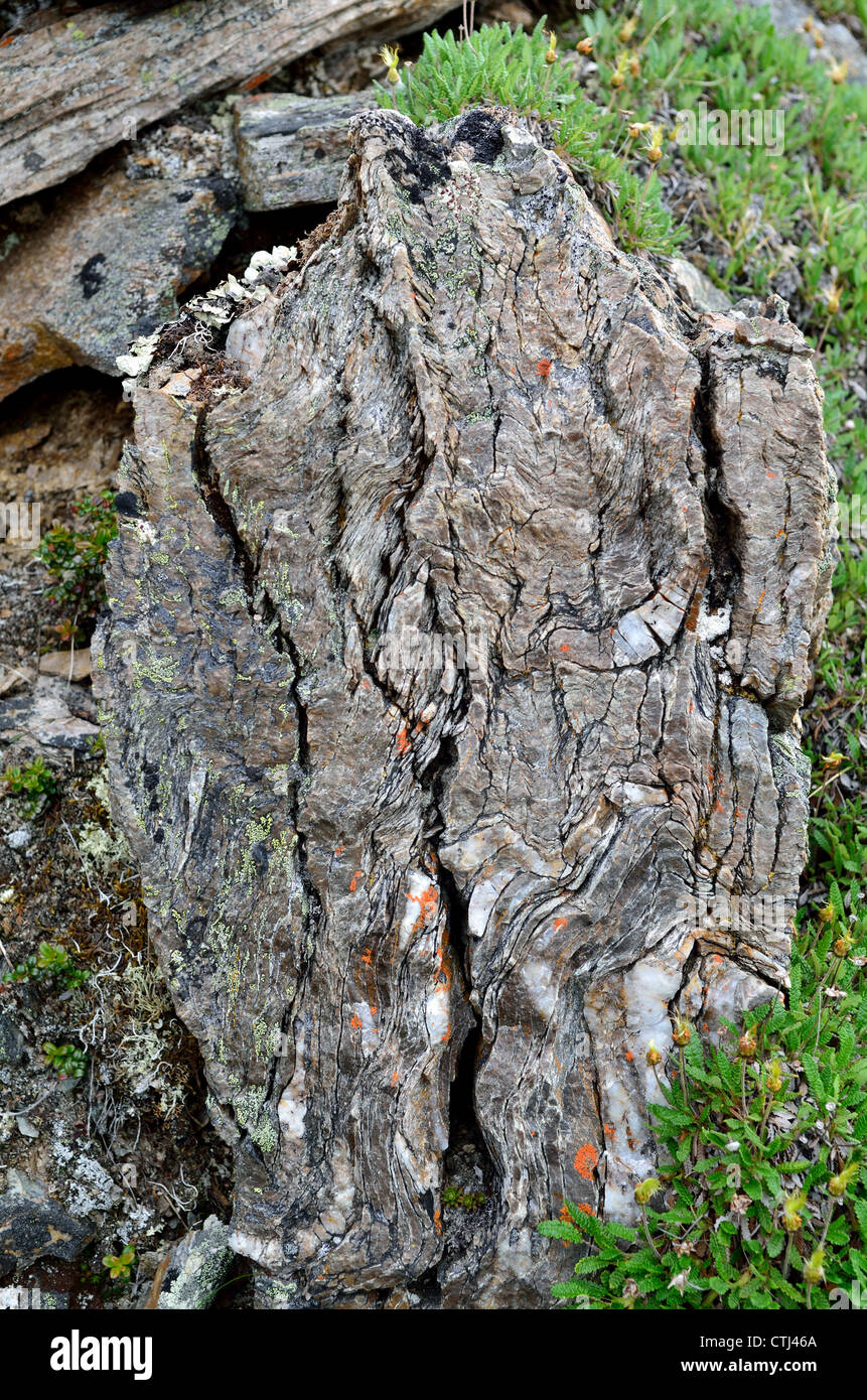 Detailed wavy texture of mica schist outcrop. Denali National Park and Wildness Preserve. Alaska, USA. Stock Photo