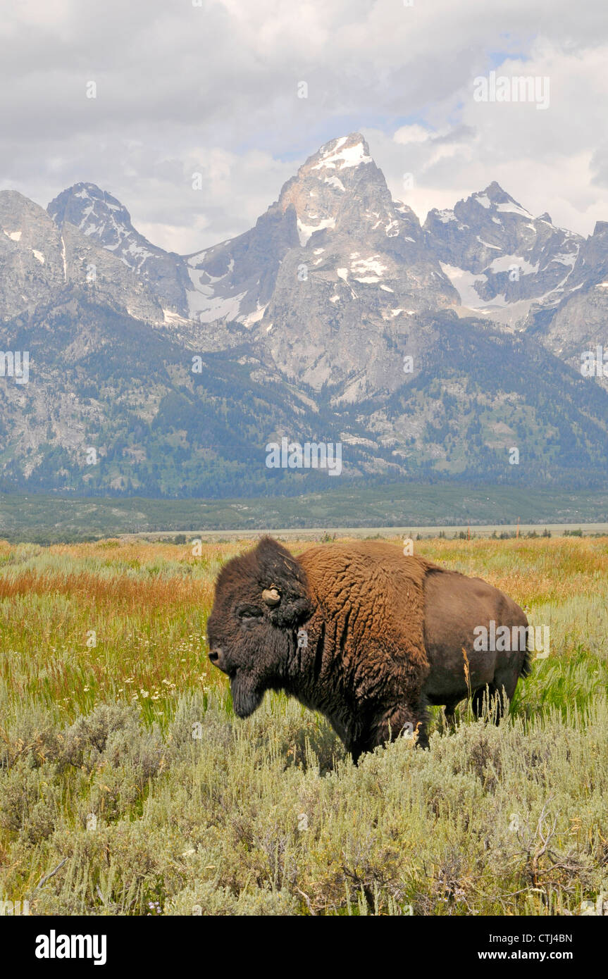 Buffalo Grand Teton National Park Wyoming WY United States Stock Photo Alamy