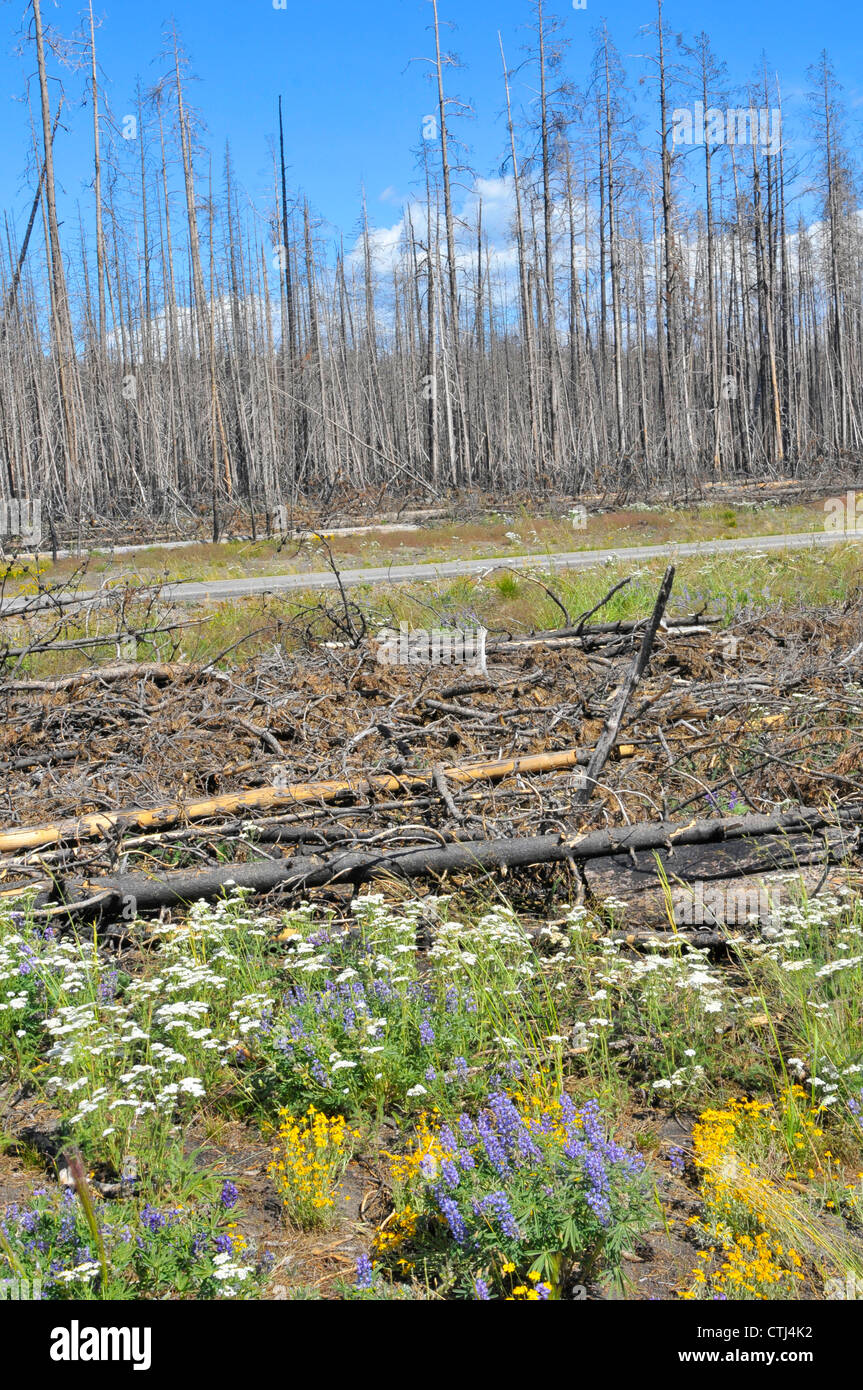 Forest Fire Remnants Flowers Yellowstone National Park WY Wyoming Stock Photo
