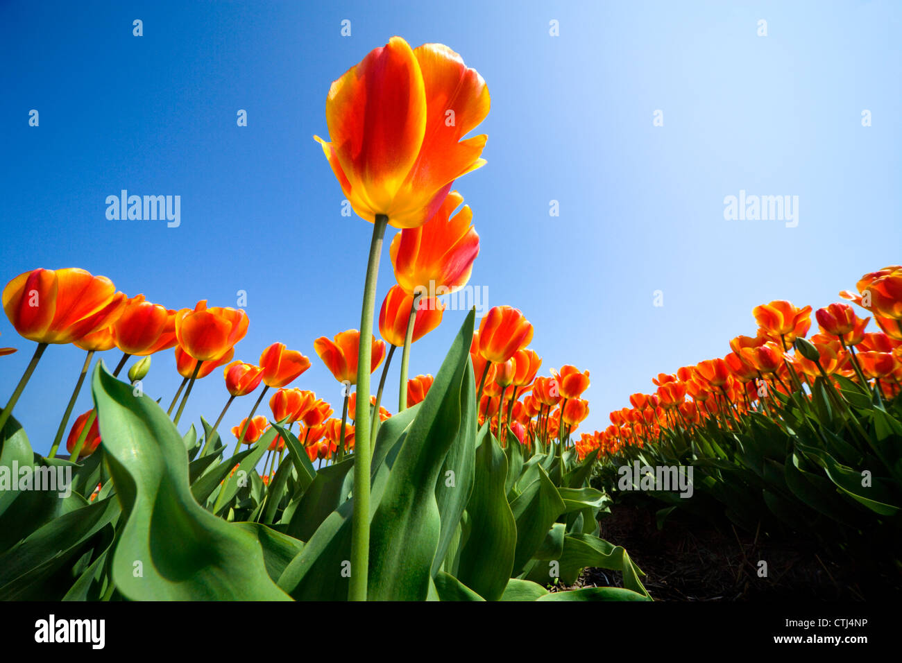Holland tulips Netherlands tulips Dutch tulips Rows of vibrant orange yellow red tulips in a field Stock Photo