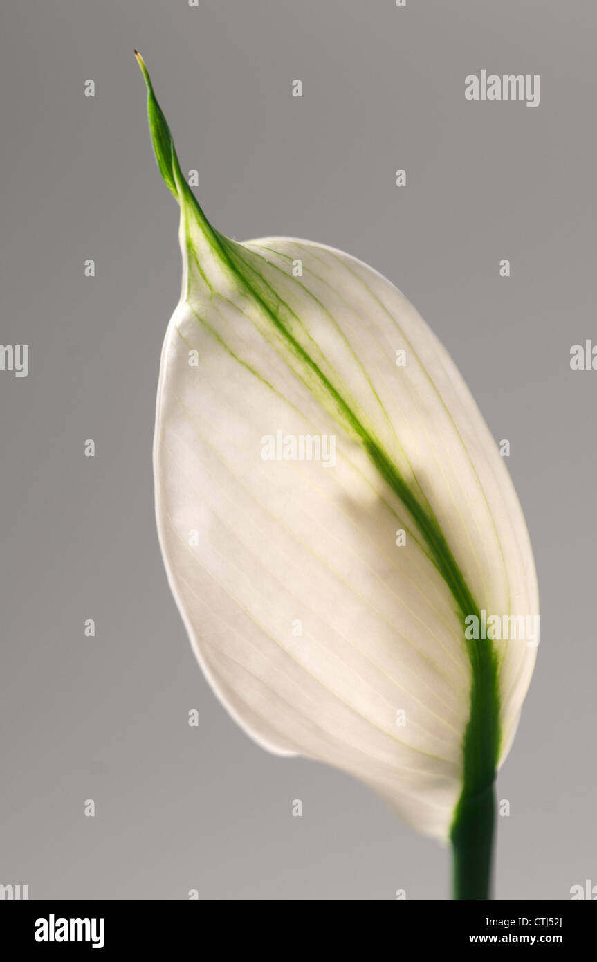 Spathiphyllum (peace lily) flower back, close-up shot Stock Photo