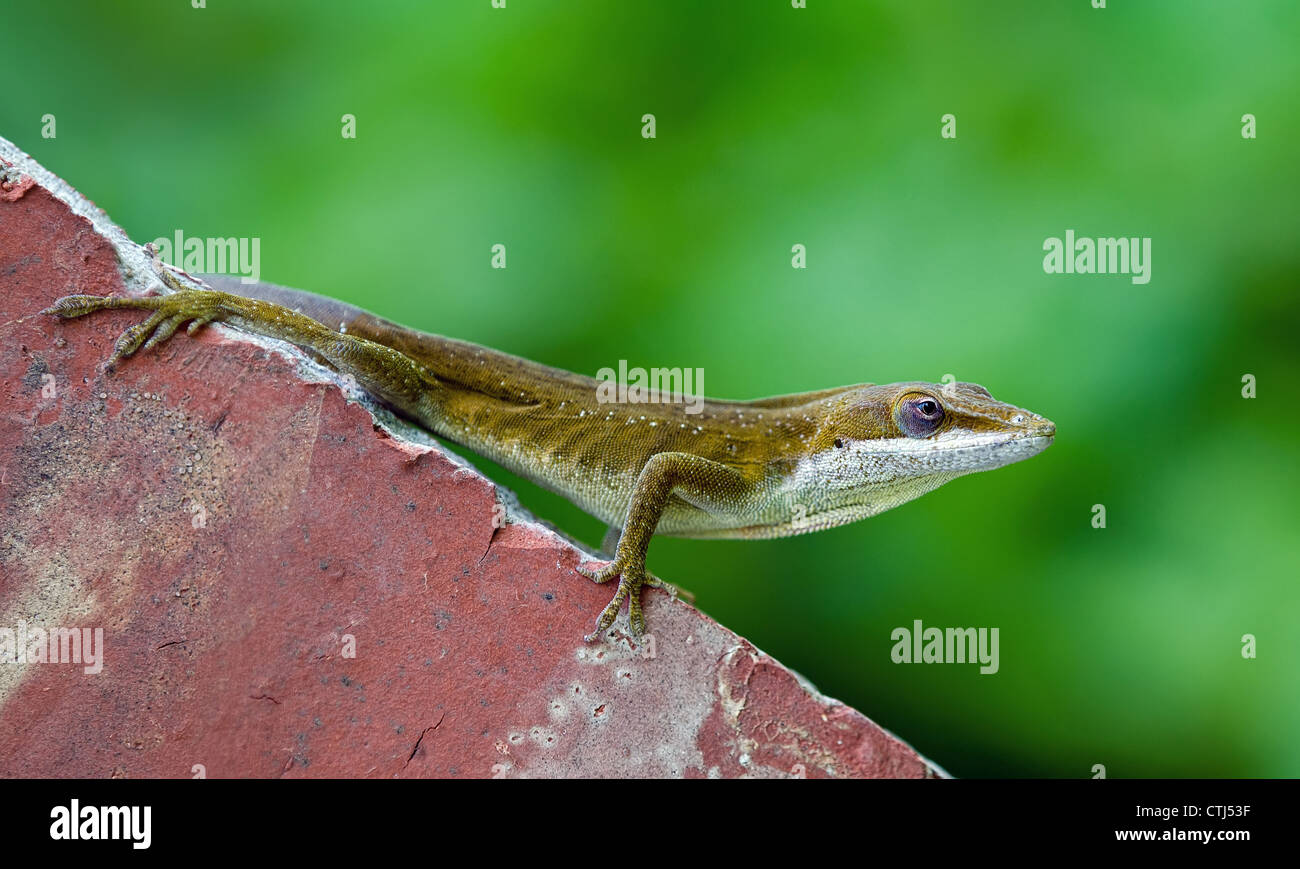 Green Anole lizard (Anolis carolinensis) hanging on brick wall Stock