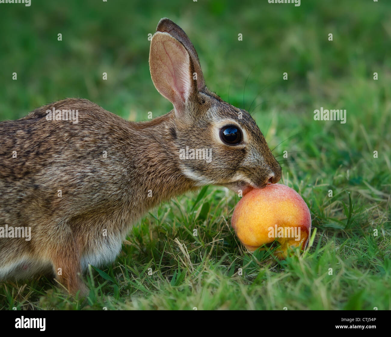 Cottontail bunny rabbit eating peach fruit Stock Photo - Alamy