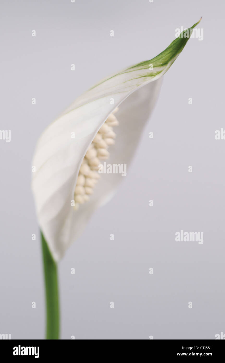 Spathiphyllum (peace lily) flower, close-up shot Stock Photo