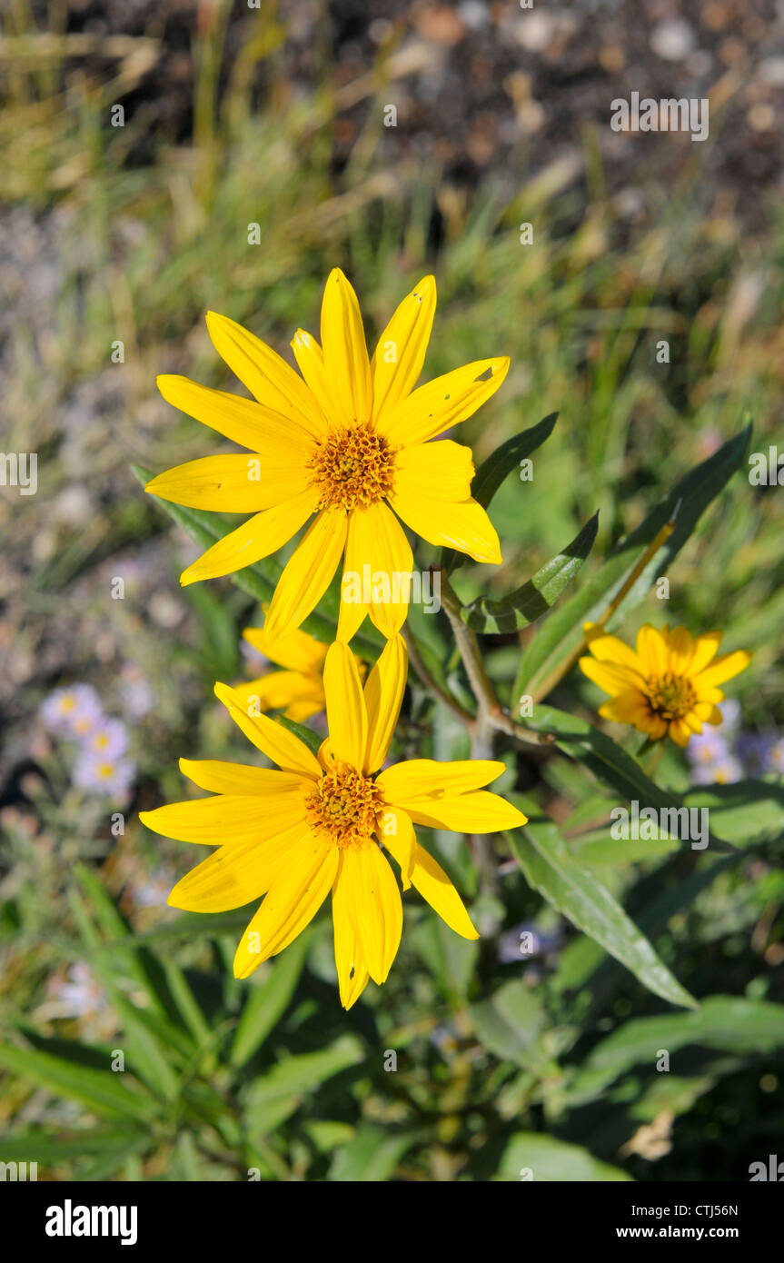 Yellow Flowers Yellowstone National Park Wyoming, WY Stock Photo Alamy