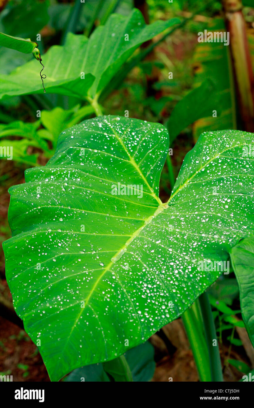 The morning shower leaving a beautiful parttern on arrowleaf; also called the elephant ear leaf Stock Photo