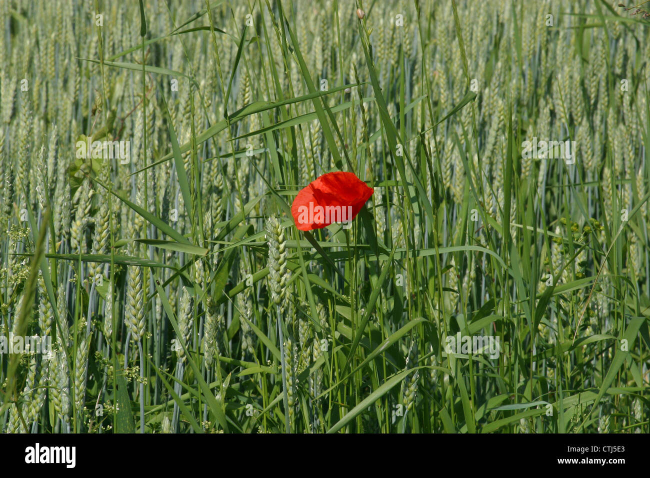 Grain field with poppy seed hi-res stock photography and images - Alamy